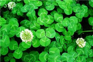 十二生肖的幸运植物和幸运花是什么