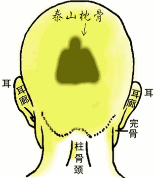 骨相学图解大全:泰山枕骨