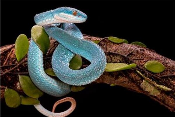 梦境迷踪，解读梦见白色小蛇的深层寓意