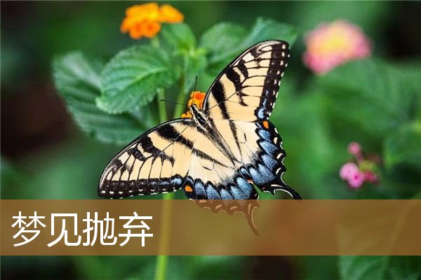 梦见抛弃是什么意思有什么预兆_周公解梦