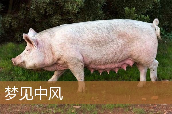 梦见中风是什么意思有什么预兆_周公解梦
