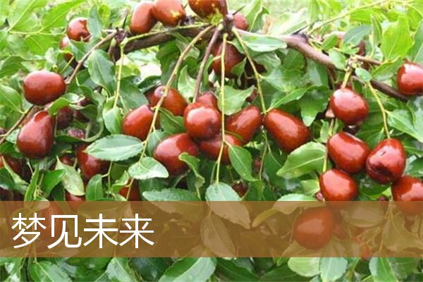 梦见未来是什么意思有什么预兆_周公解梦