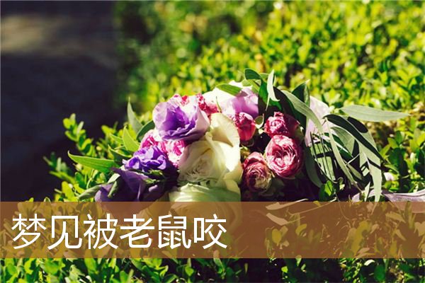 梦见被老鼠咬_周公解梦