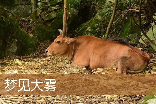 梦见大雾_周公解梦