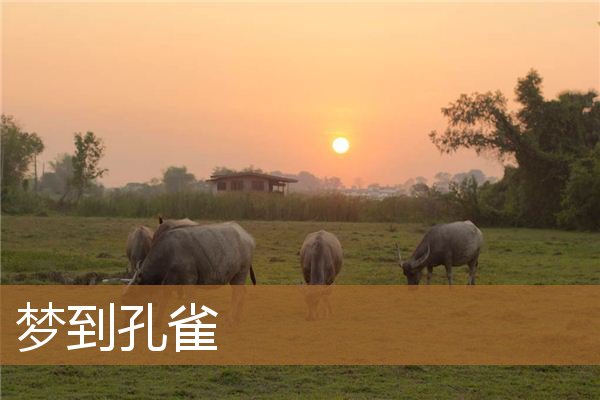 梦到孔雀_周公解梦