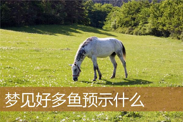 梦见好多鱼预示什么_周公解梦