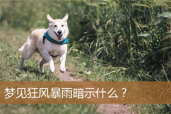 梦见狂风暴雨暗示什么？_周公解梦