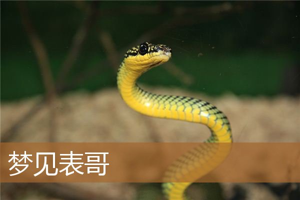 梦见表哥是什么意思有什么预兆_周公解梦