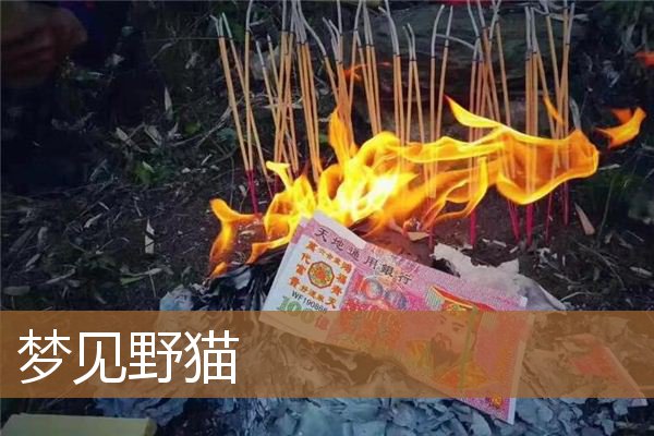 梦见野猫是什么意思有什么预兆_周公解梦