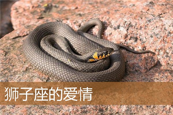 狮子座的爱情