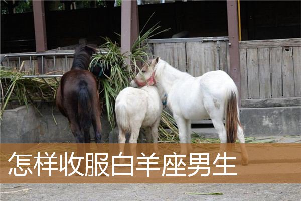 白羊座男生图片