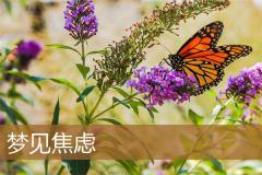 梦见焦虑