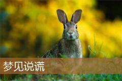 梦见说谎