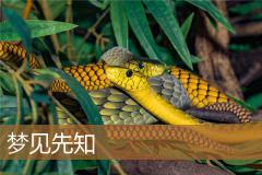 梦见先知