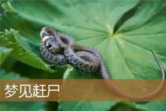 梦见赶尸