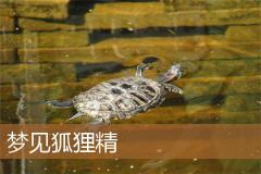 梦见狐狸精
