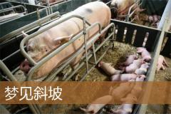 梦见斜坡