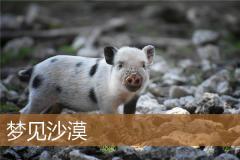 梦见沙漠