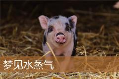 梦见水蒸气