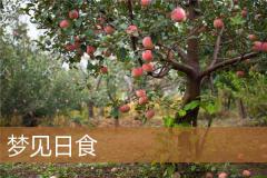 梦见日食