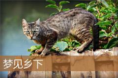 梦见乡下
