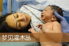 梦见灌木丛