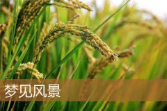 梦见风景