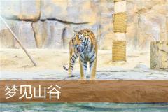 梦见山谷