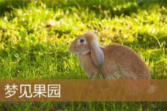 梦见果园