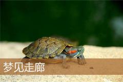 梦见走廊