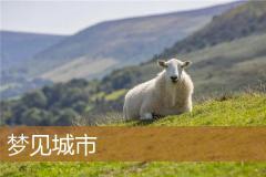 梦见城市