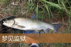 梦见监狱