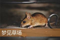 梦见草场