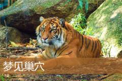 梦见巢穴
