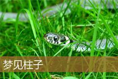 梦见柱子