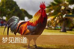 梦见跑道