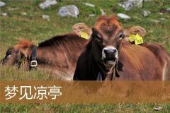 梦见凉亭
