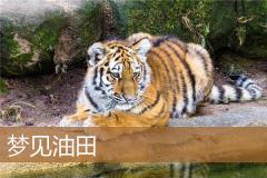 梦见油田