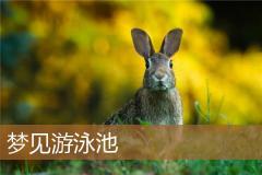 梦见游泳池