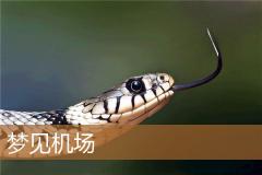 梦见机场