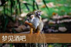 梦见酒吧