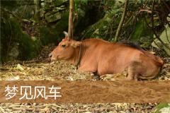 梦见风车