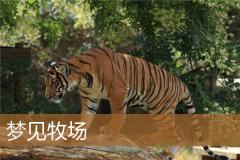 梦见牧场