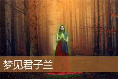 梦见君子兰