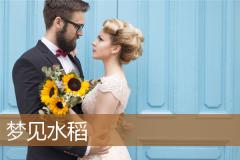 梦见水稻