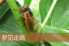 梦见走路