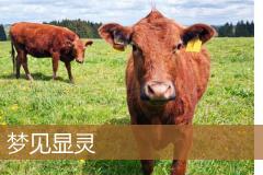梦见显灵