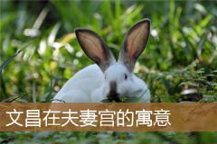 文昌在夫妻宫的寓意