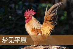梦见平原