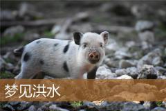 梦见洪水